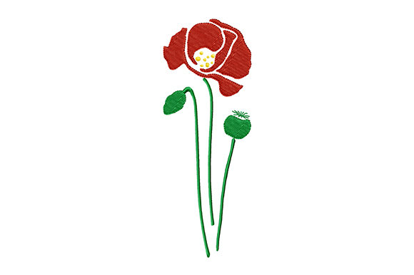 Poppy Flower and Poppy Heads
